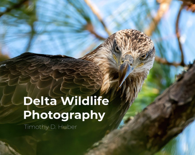 Delta Wildlife Photography